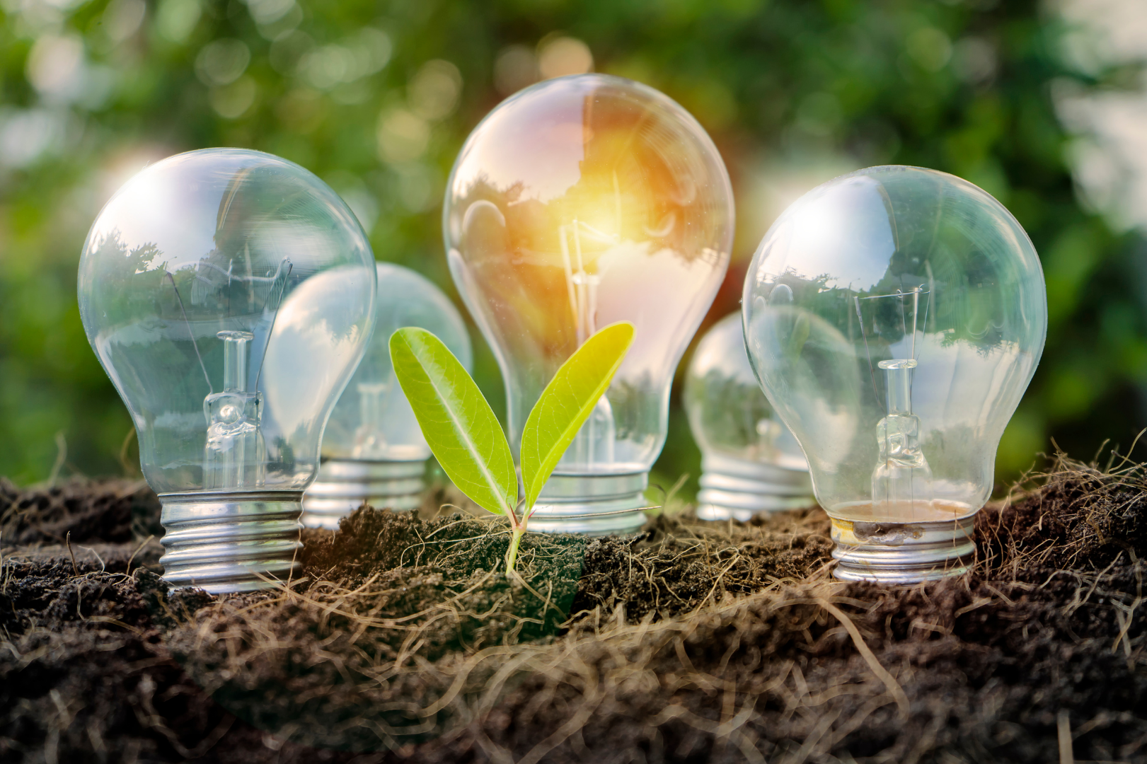 Lights bulb with plans growing