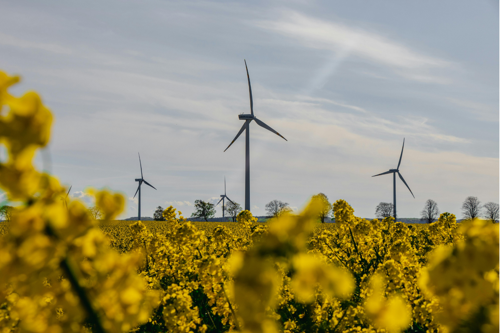 Wind turbines in a farm with plants